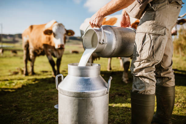 Male farmer pouring raw milk into container with dairy cows in background