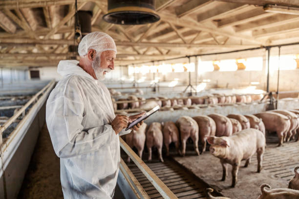 A senior veterinarian is standing next to a pig pen and checking on pigs. Health is important for meat production. A veterinarian using a tablet at a pig farm.