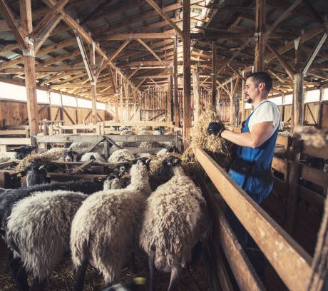 Farmer In His Sheep farm