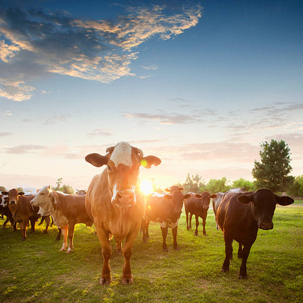Herd of Hereford cows in a pasture at sunset.